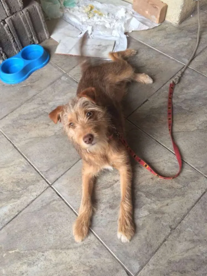 Cachorro ra a Srd idade 2 a 6 meses nome Pequeno/médio