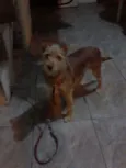 Pequeno/médio
