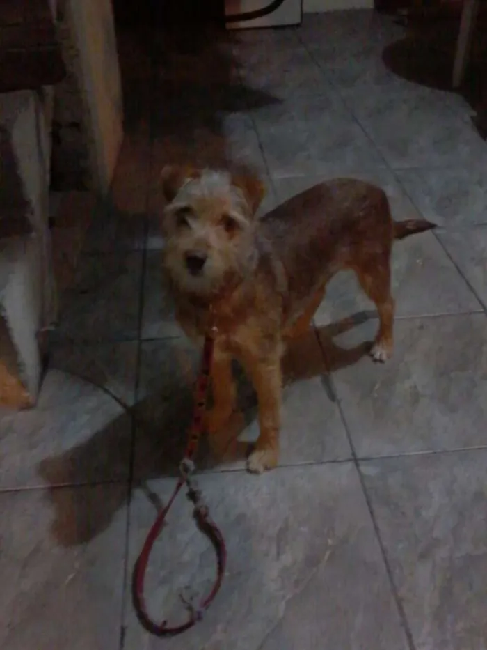 Cachorro ra a Srd idade 2 a 6 meses nome Pequeno/médio