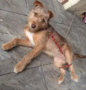 Cachorro raça Srd idade 2 a 6 meses nome Pequeno/médio