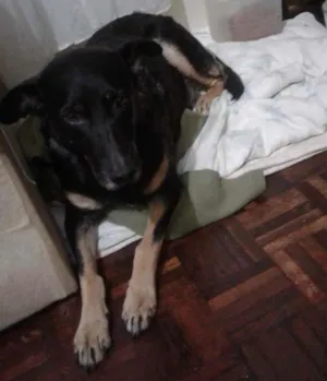 Cachorro raça vira lata idade 6 ou mais anos nome Dug