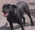 Fulô