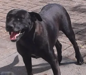 Cachorro raça SRD idade 4 anos nome Fulô