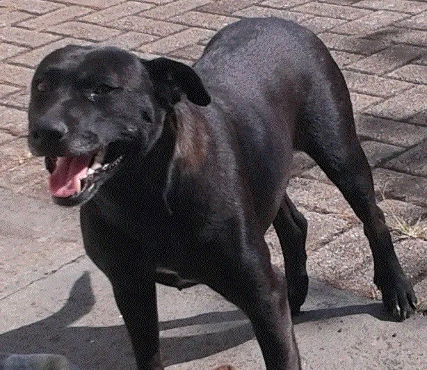 Cachorro ra a SRD idade 4 anos nome Fulô