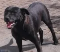 Cachorro raça SRD idade 4 anos nome Fulô