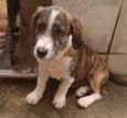 Lucy
