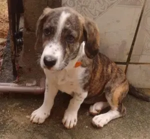 Cachorro raça Raciada com labrador idade 7 a 11 meses nome Lucy