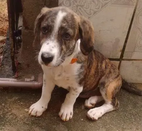 Cachorro ra a Raciada com labrador idade 7 a 11 meses nome Lucy