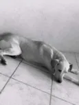 Barão