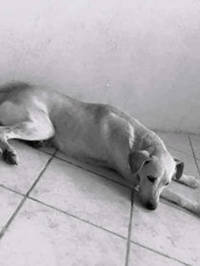 Cachorro ra a Labrador com vira lata idade 2 anos nome Barão