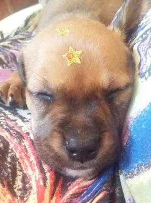Cachorro raça SRD idade Abaixo de 2 meses nome MENINA 1