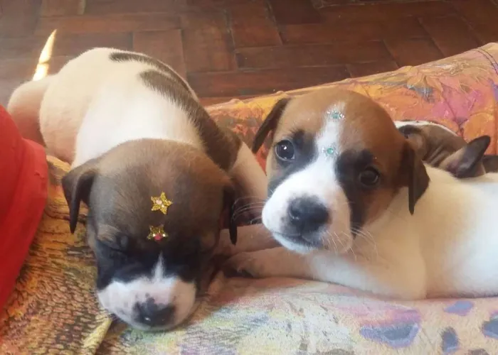 Cachorro ra a SRD idade Abaixo de 2 meses nome MENINA 2