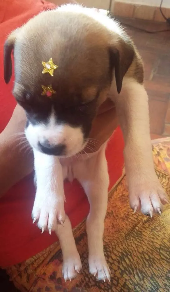 Cachorro ra a SRD idade Abaixo de 2 meses nome MENINA 2