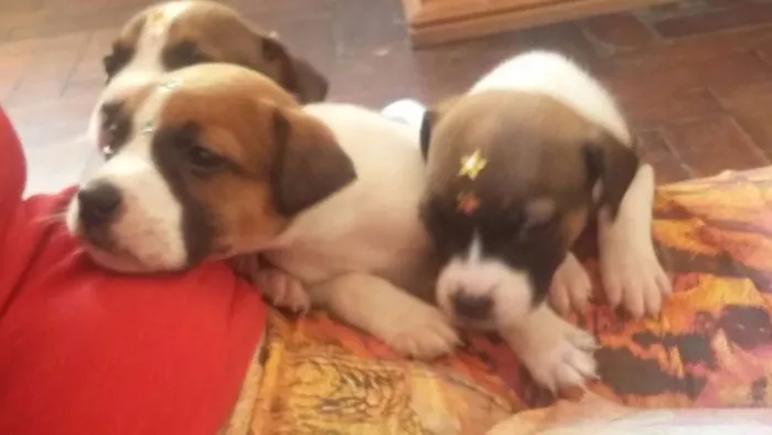Cachorro ra a SRD idade Abaixo de 2 meses nome MENINA 2