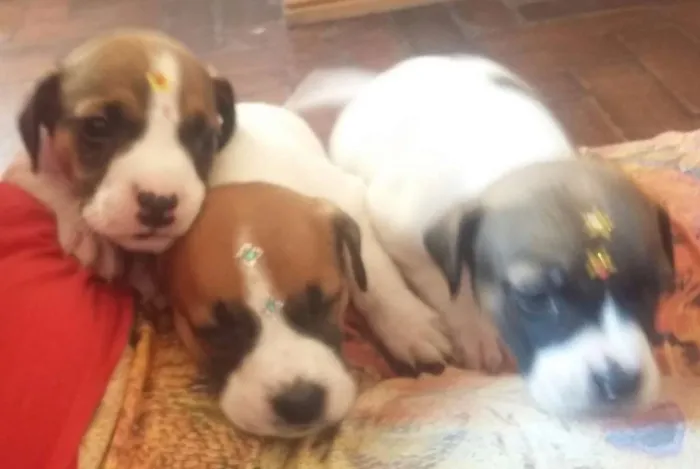 Cachorro ra a SRD idade Abaixo de 2 meses nome MENINA 2