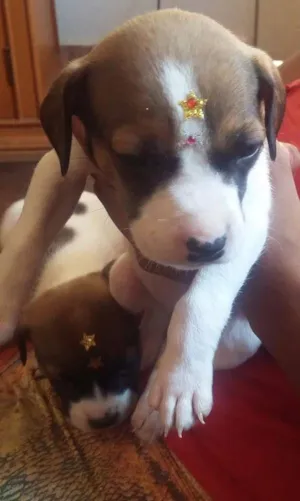 Cachorro raça SRD idade Abaixo de 2 meses nome MENINA 4