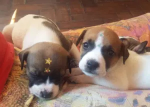 Cachorro raça SRD idade 2 a 6 meses nome MENINO 1
