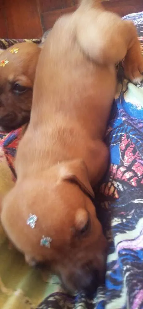 Cachorro ra a SRD idade 2 a 6 meses nome MENINO 2