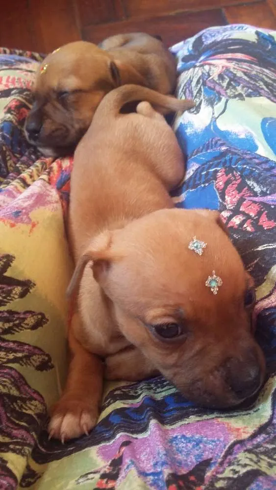 Cachorro ra a SRD idade 2 a 6 meses nome MENINO 2