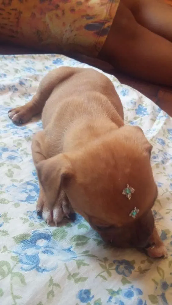Cachorro ra a SRD idade 2 a 6 meses nome MENINO 2