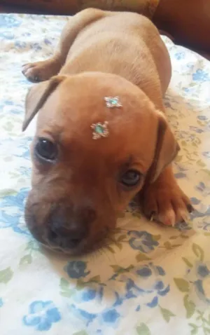 Cachorro raça SRD idade 2 a 6 meses nome MENINO 2