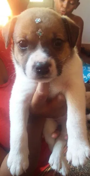 Cachorro raça SRD idade Abaixo de 2 meses nome MENINO 3