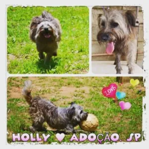 Cachorro raça SRD idade 1 ano nome HOLLY, fofura!