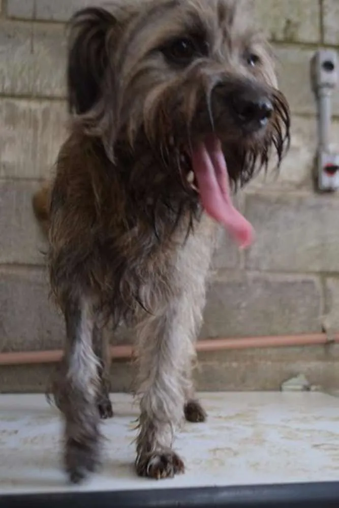 Cachorro ra a SRD idade 1 ano nome HOLLY, fofura!