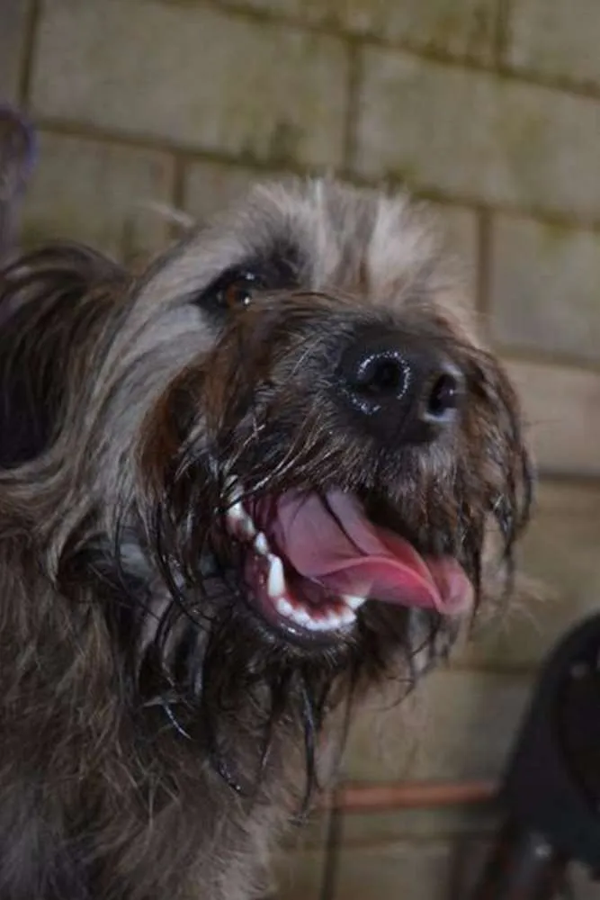 Cachorro ra a SRD idade 1 ano nome HOLLY, fofura!