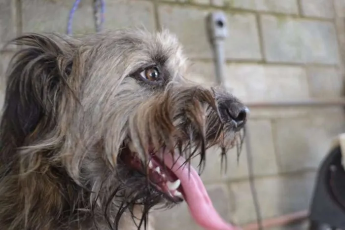 Cachorro ra a SRD idade 1 ano nome HOLLY, fofura!
