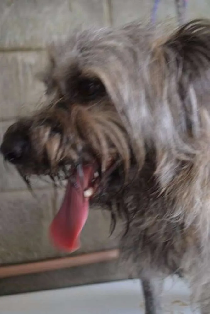 Cachorro ra a SRD idade 1 ano nome HOLLY, fofura!
