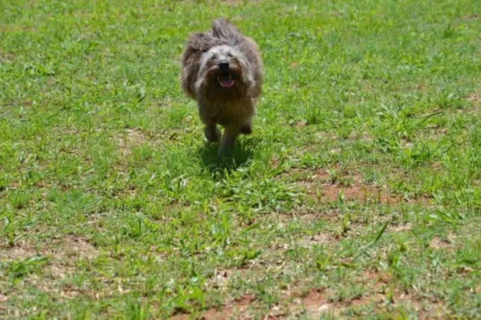 Cachorro ra a SRD idade 1 ano nome HOLLY, fofura!