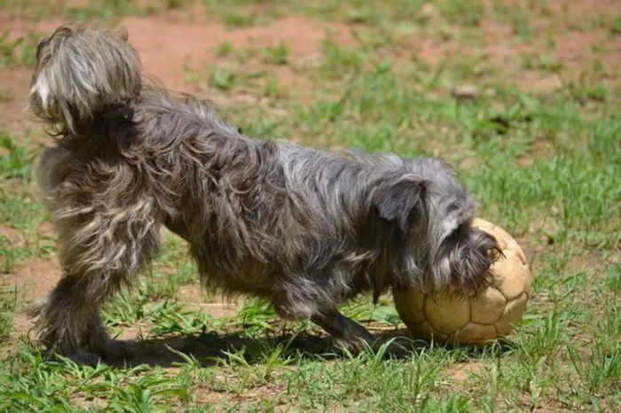 Cachorro ra a SRD idade 1 ano nome HOLLY, fofura!