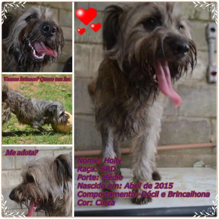 Cachorro ra a SRD idade 1 ano nome HOLLY, fofura!