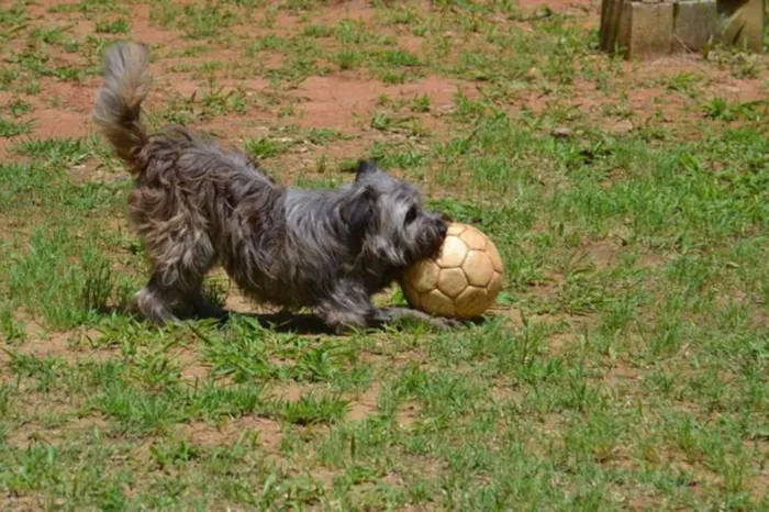 Cachorro ra a SRD idade 1 ano nome HOLLY, fofura!