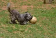 HOLLY, fofura!