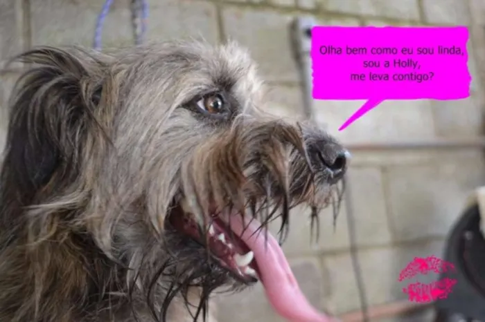 Cachorro ra a SRD idade 1 ano nome HOLLY, fofura!