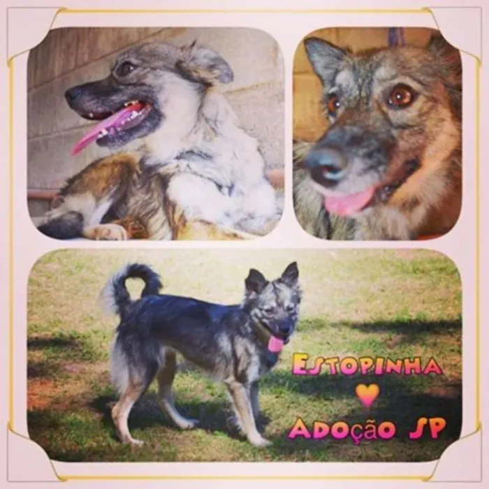 Cachorro ra a SRD idade 2 anos nome ESTOPINHA, Princesa.