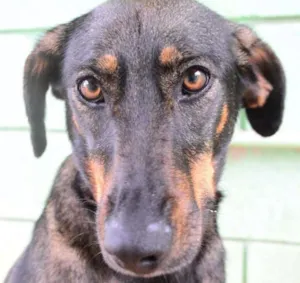 Cachorro raça SRD idade 3 anos nome LILITH, menina musa!