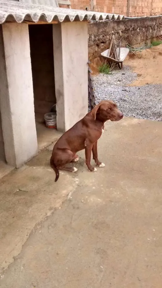 Cachorro raça Fila c/Pitibu idade 1 ano nome   Spaider