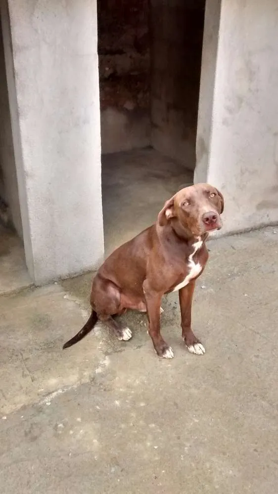Cachorro raça Fila c/Pitibu idade 1 ano nome   Spaider