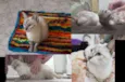 Mimi