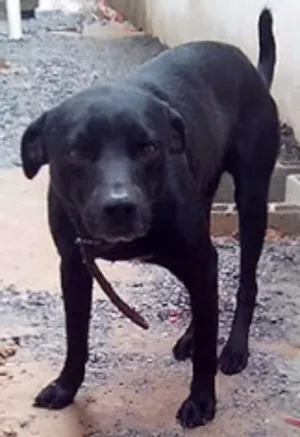 Cachorro raça vira-lata idade 6 ou mais anos nome negão