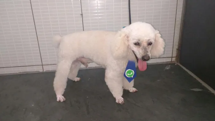 Cachorro ra a Poodle idade 2 anos nome Luke