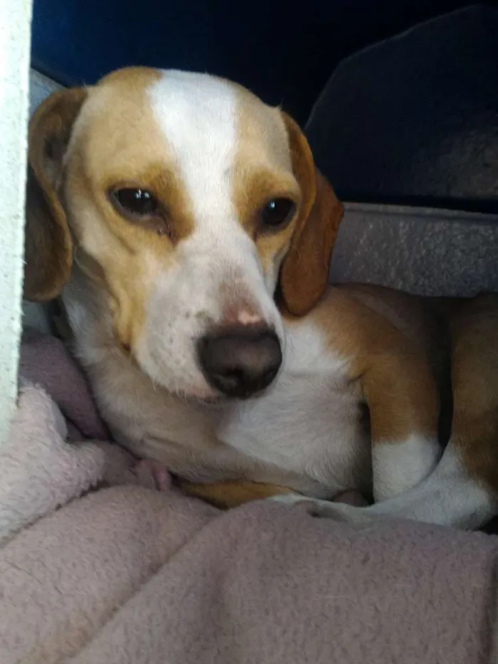 Cachorro ra a Srd idade 7 a 11 meses nome Estela