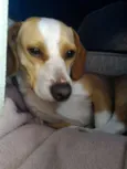 Estela