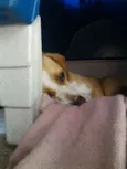 Estela