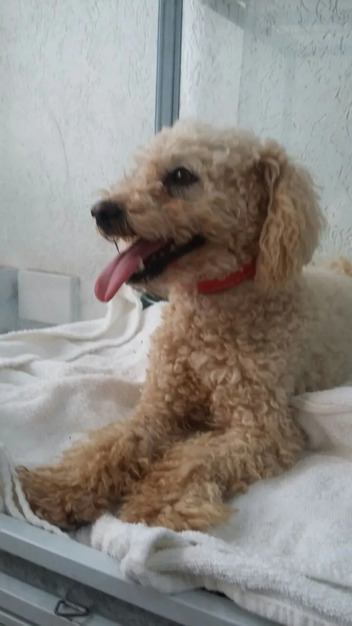 Cachorro ra a Poodle idade 2 anos nome Luke
