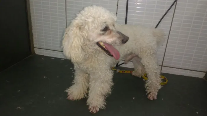 Cachorro ra a Poodle idade 2 anos nome Luke