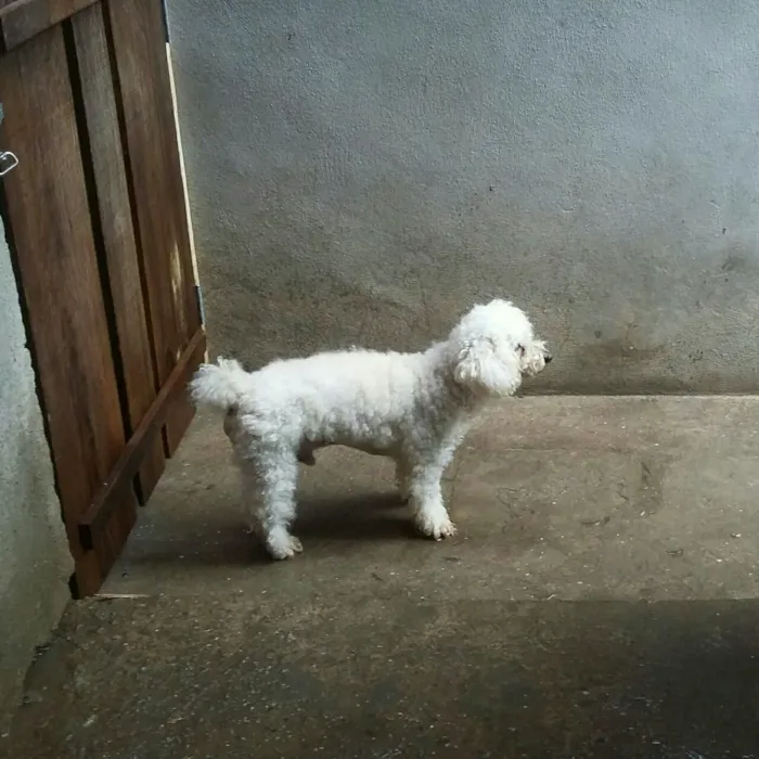 Cachorro ra a Poodle idade 2 anos nome Luke